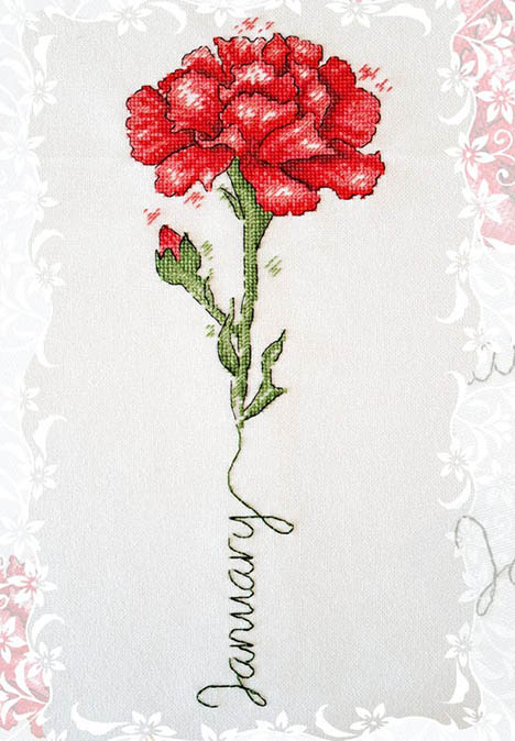 Birth Month Flowers: January Carnation