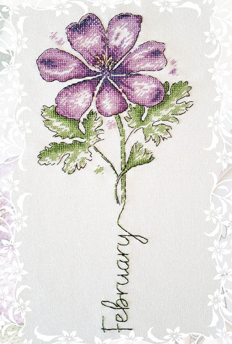 Birth Month Flowers: February Geranium