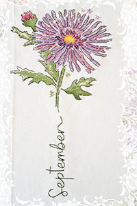 Birth Month Flowers: September Aster