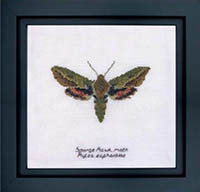 Spurge Hawk Moth Kit