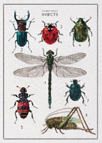 The History of Insects Kit