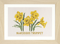 Narcissus Trumpet Kit