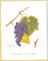 Grape Vine Kit