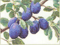 Branch of Plums Kit