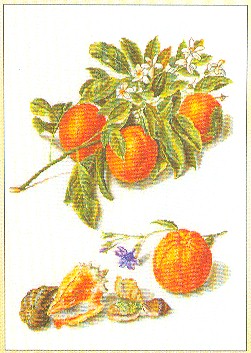 Oranges & Blossoms Kit