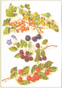 Sprigs of Berries Kit