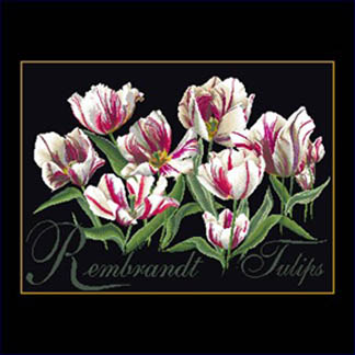 Rembrandt Tulips Kit