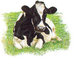 Holstein Cow Looking Forward Kit