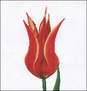 Red/Yellow Lily Flowering Tulip Kit