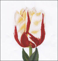 Flamed Tulip Kit