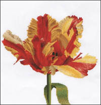 Red/Yellow Parrot Tulip Kit