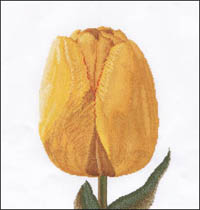 Yellow Darwin Hybrid Tulip Kit