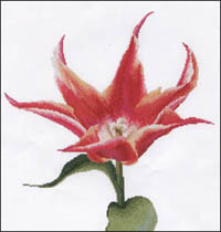 Red/Orange Lily Flowering Tulip Kit